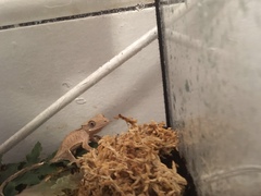 Correlophus ciliatus