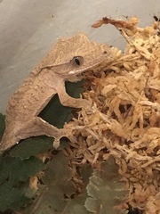 Correlophus ciliatus
