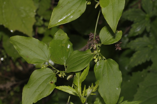 Smilax scobinicaulis
