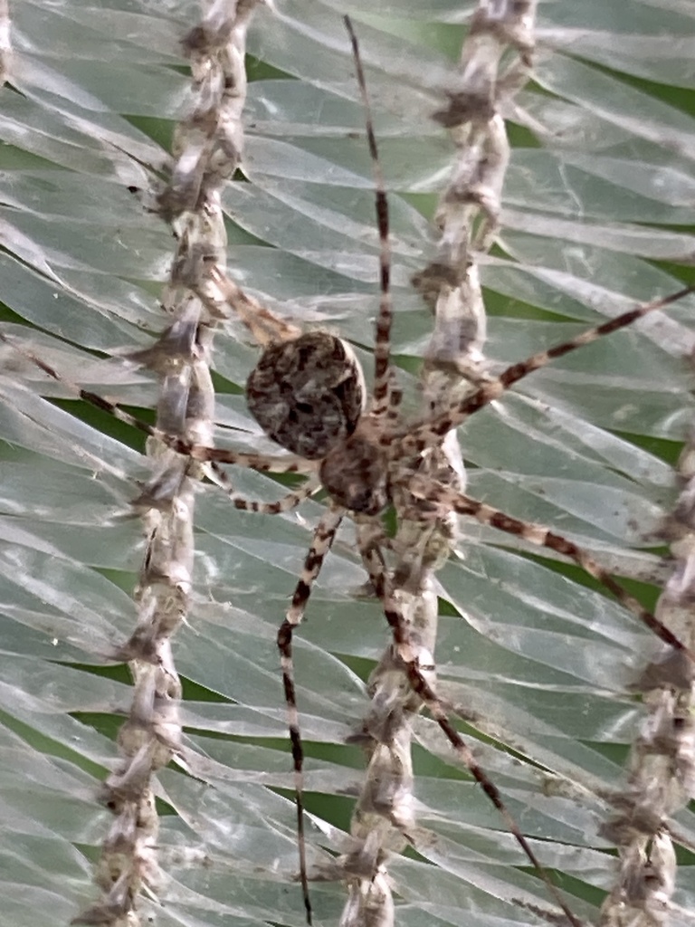 Brisbane S Two Tailed Spider In February 2024 By Christine Rand On   Large 