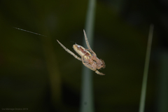 Eustala fuscovittata