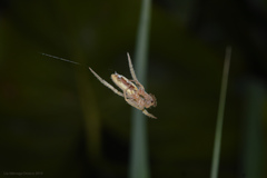 Eustala fuscovittata