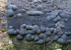 Annulohypoxylon annulatum