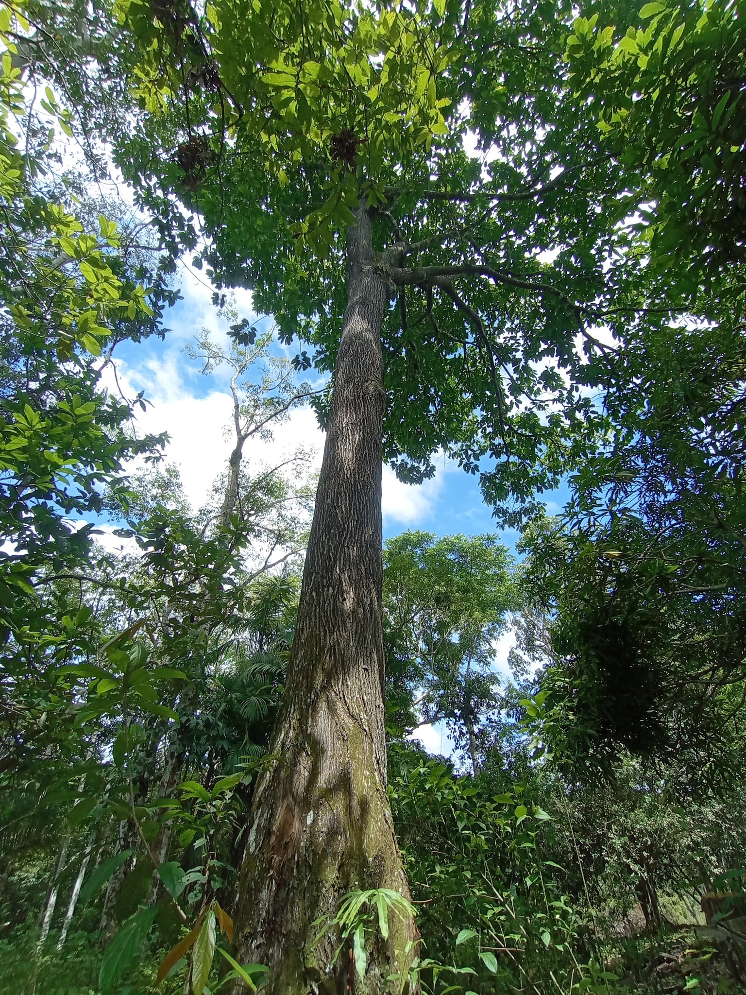 Imagem de Castanha-do-pará