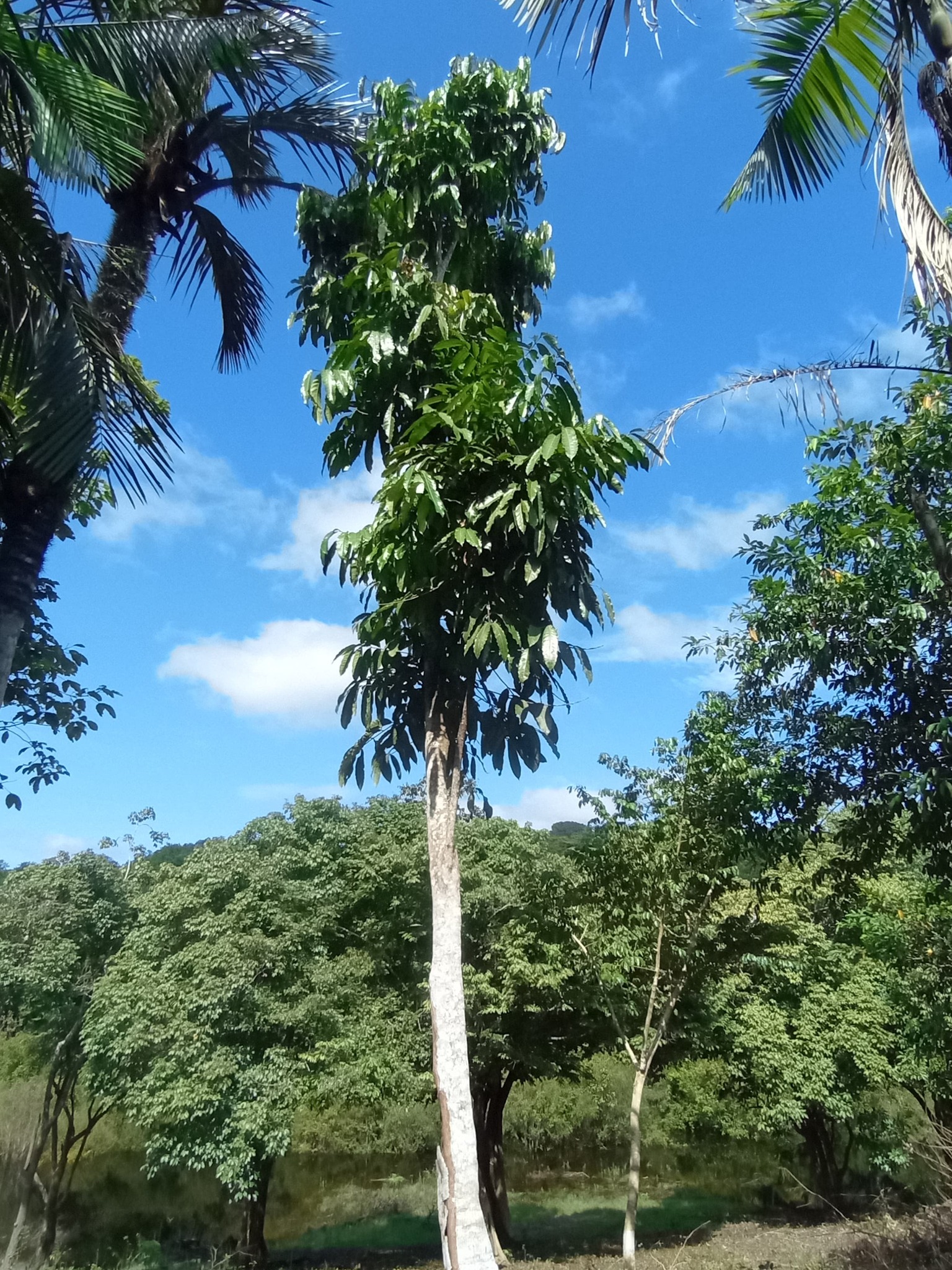 Imagem de Andiroba