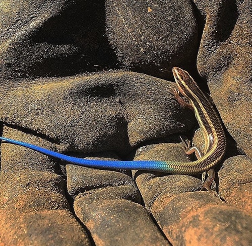 Gilbert's Skink