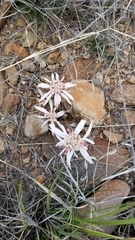 Euphorbia radians