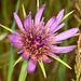 Purple Salsify - Photo (c) dloarie, some rights reserved (CC BY), uploaded by Don Loarie