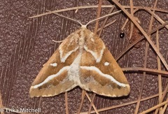 Caripeta angustiorata