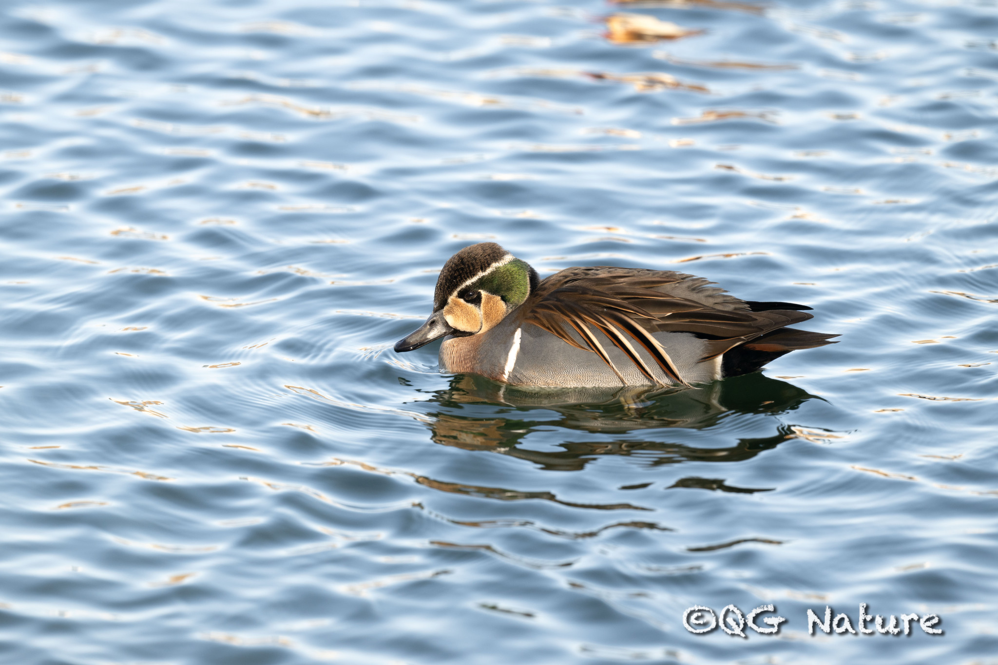 Baikal Teal