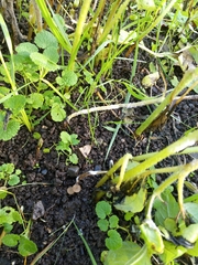 Sclerotinia sclerotiorum