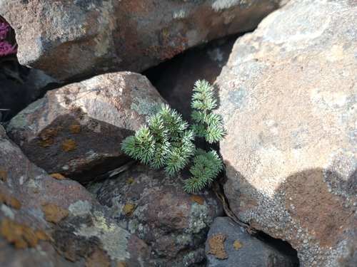 Image of Lomatium minus by no rights reserved