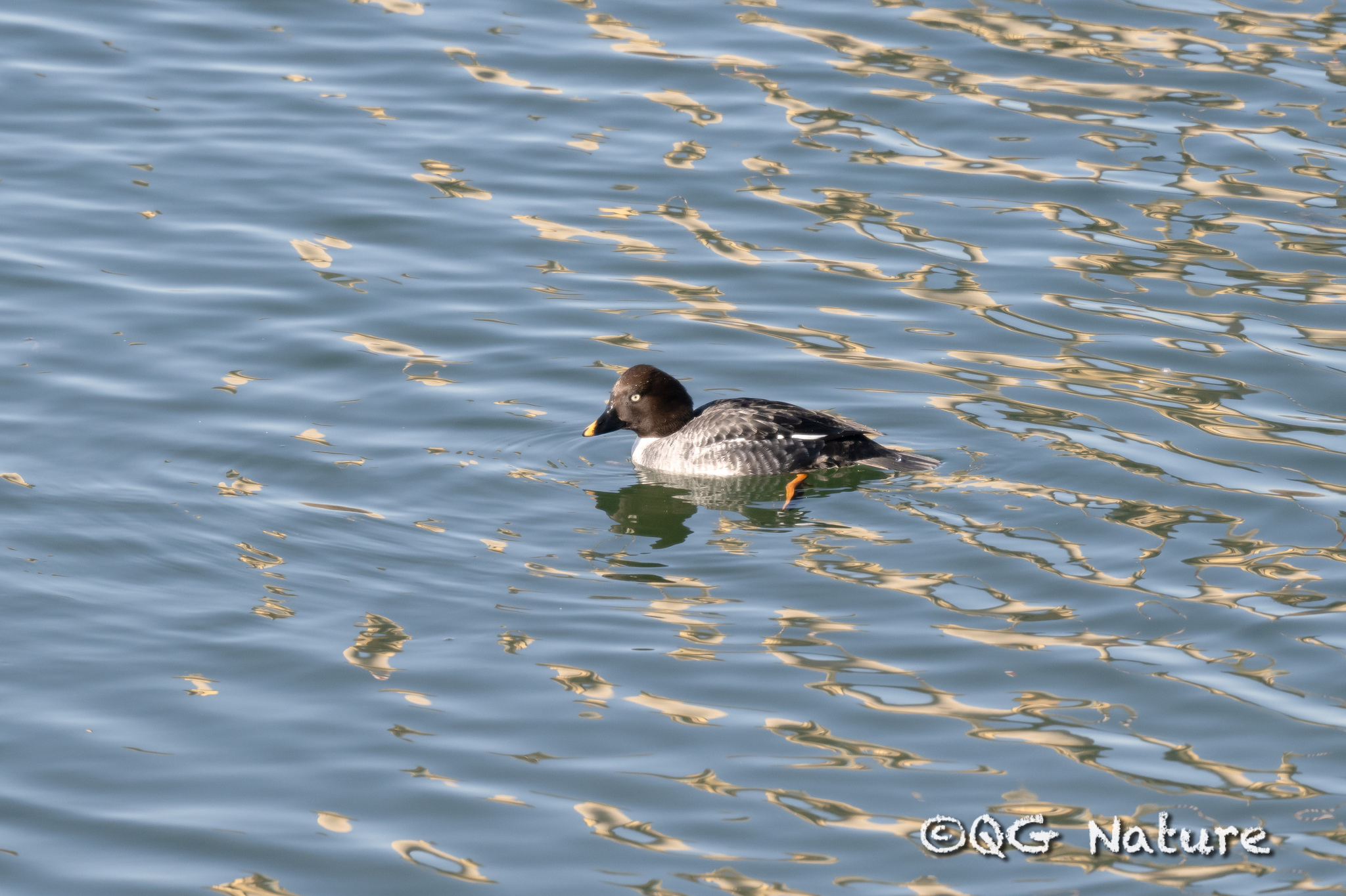 Common Goldeneye