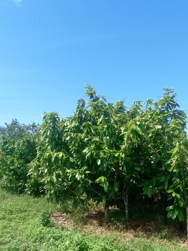 Foto de Cupuaçu