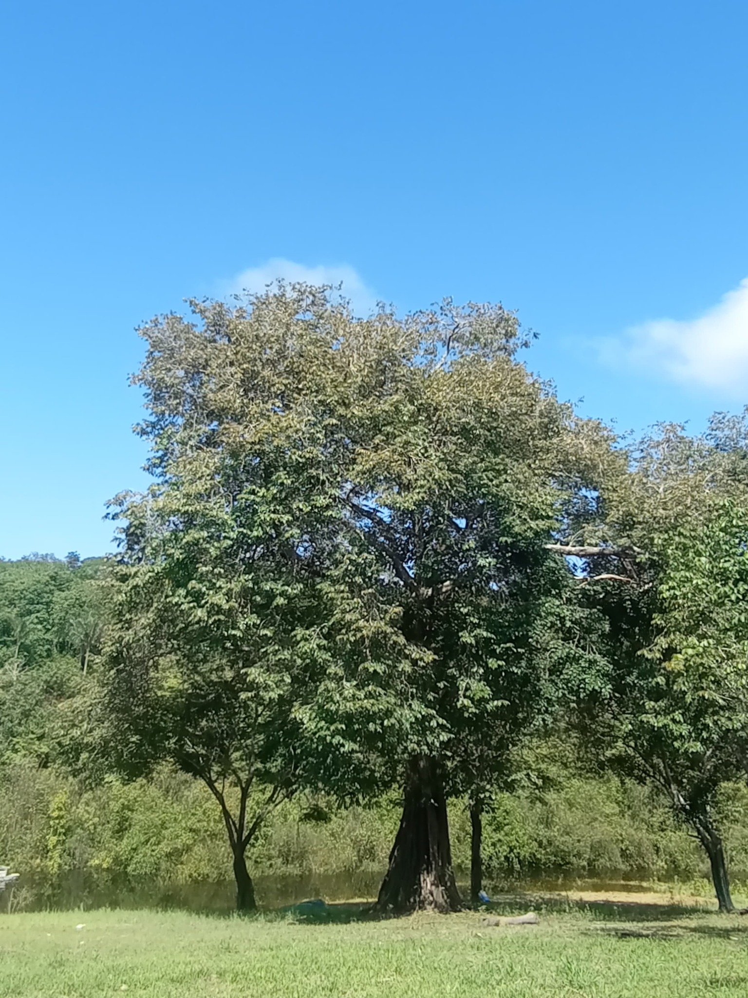 Imagem de Jatobá
