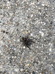 Metaphidippus manni