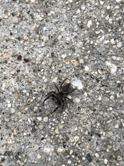 Metaphidippus manni