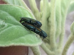 Agrilus lacustris