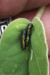Agrilus lacustris