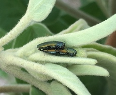 Agrilus lacustris