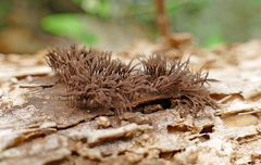 Stemonitis axifera