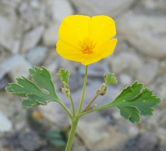 Eschscholzia hypecoides