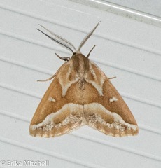 Caripeta angustiorata