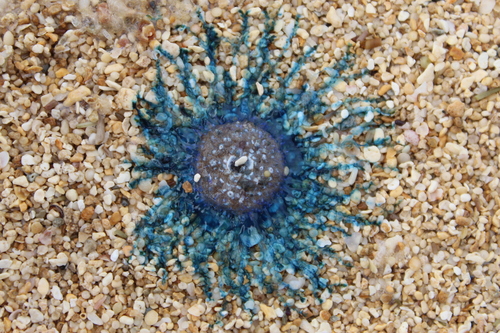 Porpita porpita, 2024-02-04