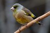 Oriental Greenfinch - Photo (c) Aaron Maizlish, some rights reserved (CC BY-NC)