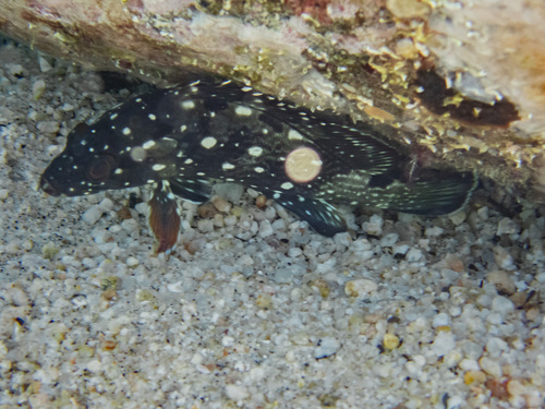 Photo of Starry grouper (Epinephelus labriformis)