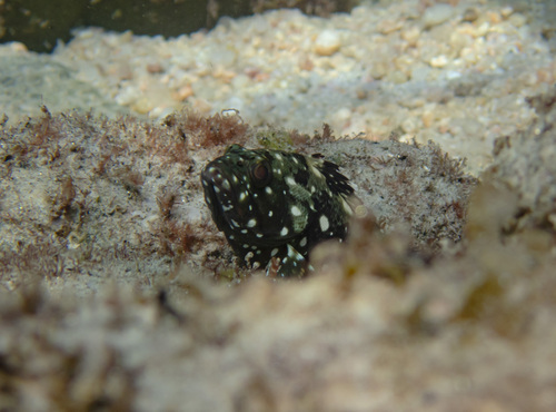 Photo of Starry grouper (Epinephelus labriformis)