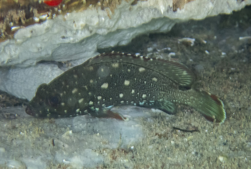 Flag cabrilla (Epinephelus labriformis) — Serranidae