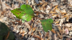 Crataegus marshallii