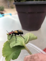 Tegrodera aloga