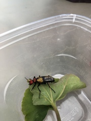 Tegrodera aloga
