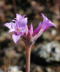Allium crispum