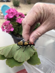Tegrodera aloga