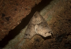 Lithilaria proestans