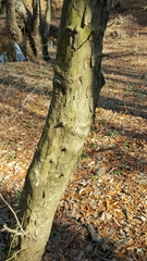 Crataegus marshallii