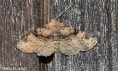 Metalectra quadrisignata