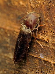 Eucnemidae