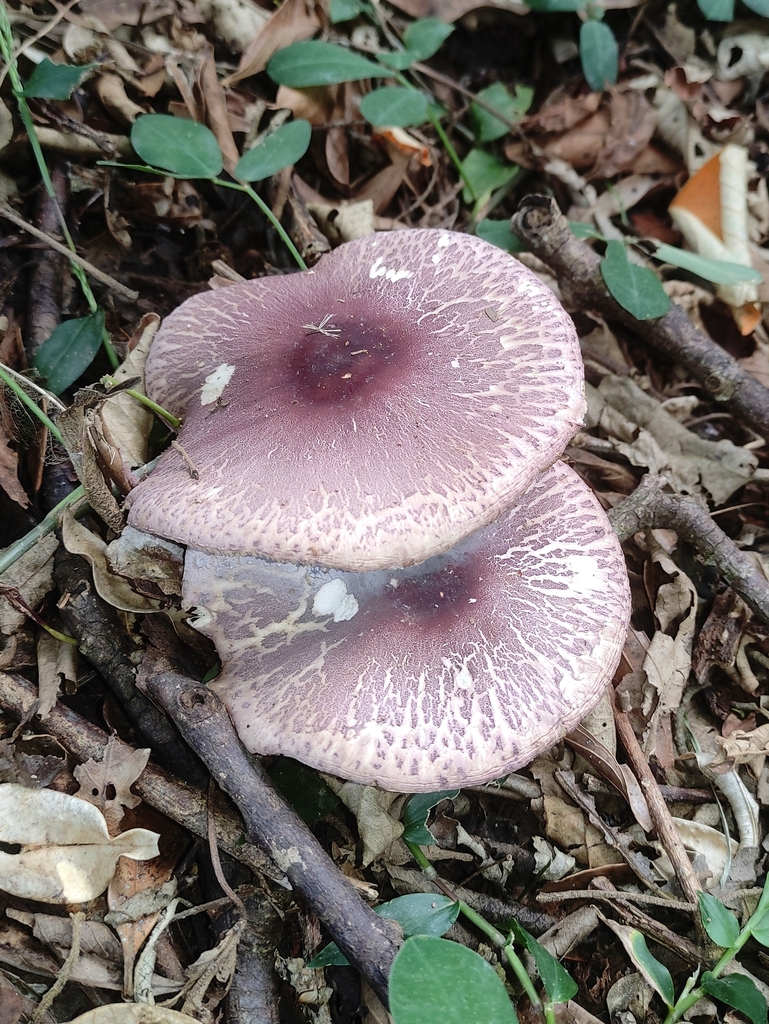 Leucocoprinus lilaceus · January 2024 · photo: © limarrudandre (iNaturalist, cc0)