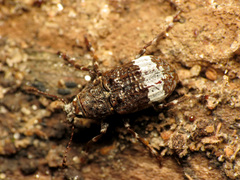 Eurymycter fasciatus