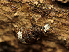 Eurymycter fasciatus