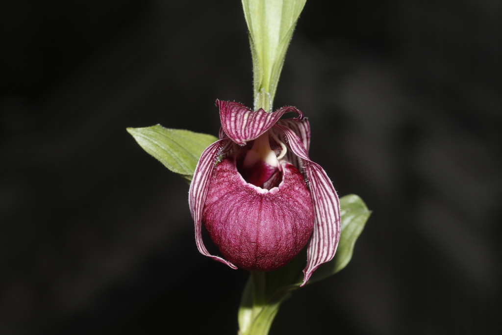 Cypripedium franchetii E.H.Wilson