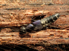 Platydracus violaceus