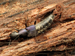 Platydracus violaceus