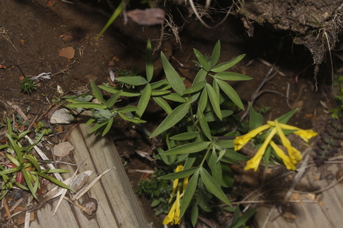 Corydalis trisecta
