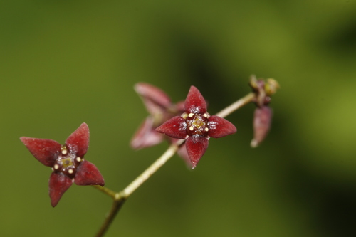 Euonymus assamicus