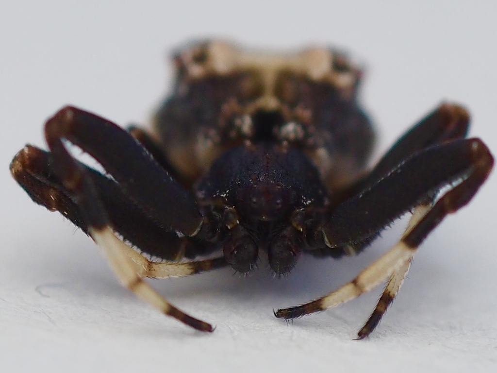common-bird-dropping-spider-from-north-island-dargaville-northland